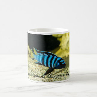 Pseudotropheus elongatus cichlid coffee mug