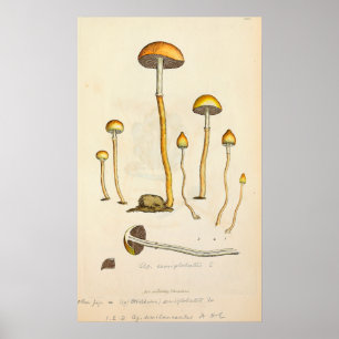 Psilocybe semilanceata Mushroom Illustration Poster