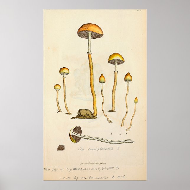 Psilocybe semilanceata Mushroom Illustration Poster (Front)