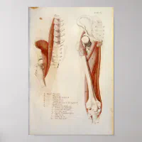 Find Custom and Top Quality psoas for All 