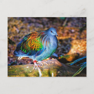 Psychedelic bird from Audubon Zoo Postcard