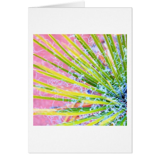 Psychedelic Yucca Cards (Front)