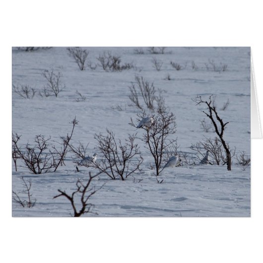 Ptarmigan Family; Customizable (Front Horizontal)