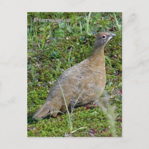 Ptarmigan in Summer Unalaska Island Postcard