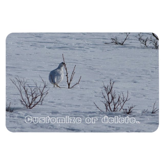 Ptarmigan Snacking; Customizable Magnet (Horizontal)
