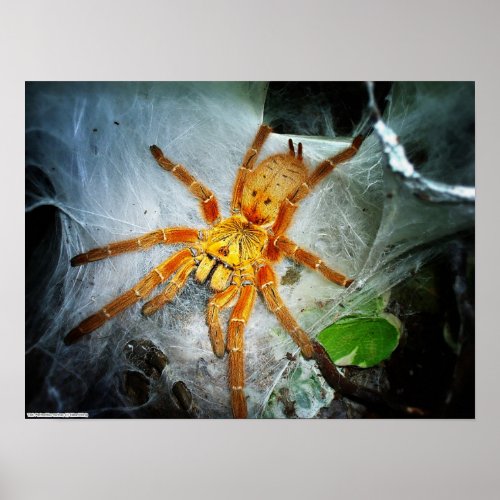 Pterinochilus murinus poster