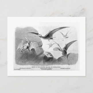Pterodactyls art postcard
