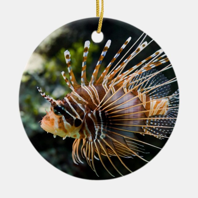 Pterois Antennata Broadbarred Firefish Lionfish Ceramic Ornament (Front)