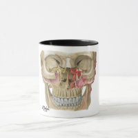 Pterygopalatine Fossa Mug Shot