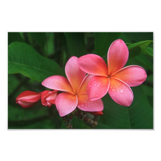 Pua Melia Tropical Plumeria Photo Print (Front)