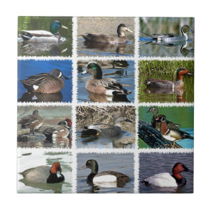 Puddle Ducks Logo Tile