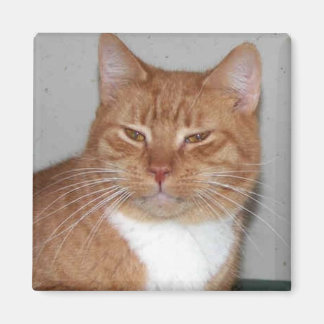 Puddy Cat Magnet