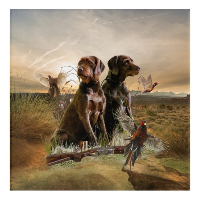 Pudelpointers, Hunting pheasant     Acrylic Print (Front)