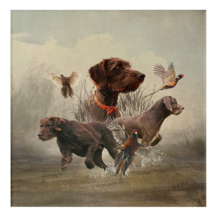 Pudelpointers, Hunting pheasant Acrylic Print