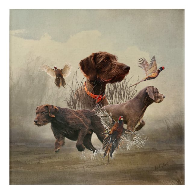 Pudelpointers, Hunting pheasant  Acrylic Print (Front)