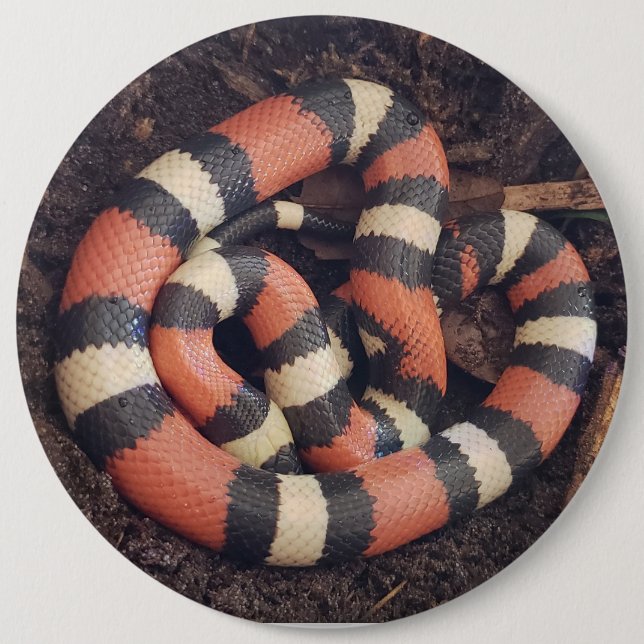 Pueblan Milk Snake Button (Front)