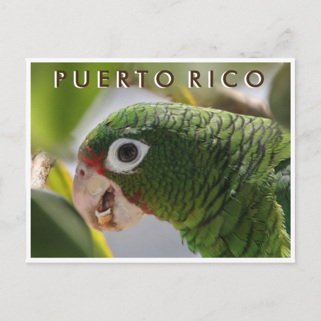 Puerto Rican Parrot Postcard (Front)