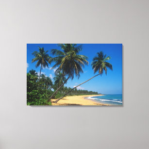 Puerto Rico, Isla Verde, palm trees. Canvas Print
