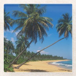 Puerto Rico, Isla Verde, palm trees Glass Coaster