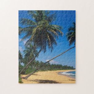 Puerto Rico, Isla Verde, palm trees Jigsaw Puzzle