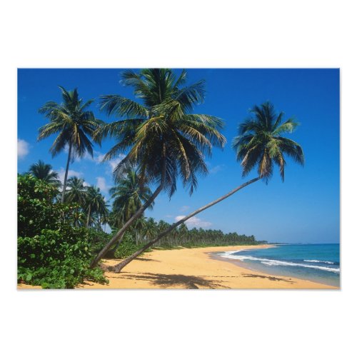 Puerto Rico Isla Verde palm trees Photo Print