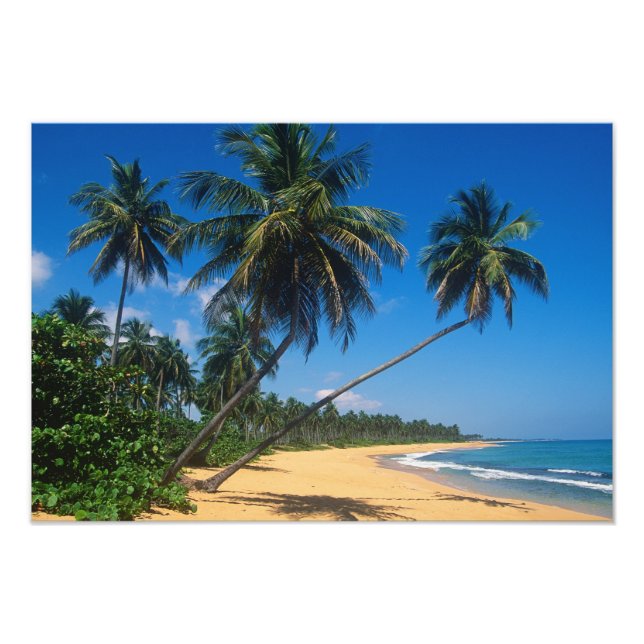 Puerto Rico, Isla Verde, palm trees. Photo Print (Front)