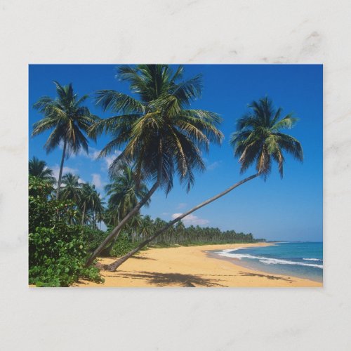 Puerto Rico Isla Verde palm trees Postcard