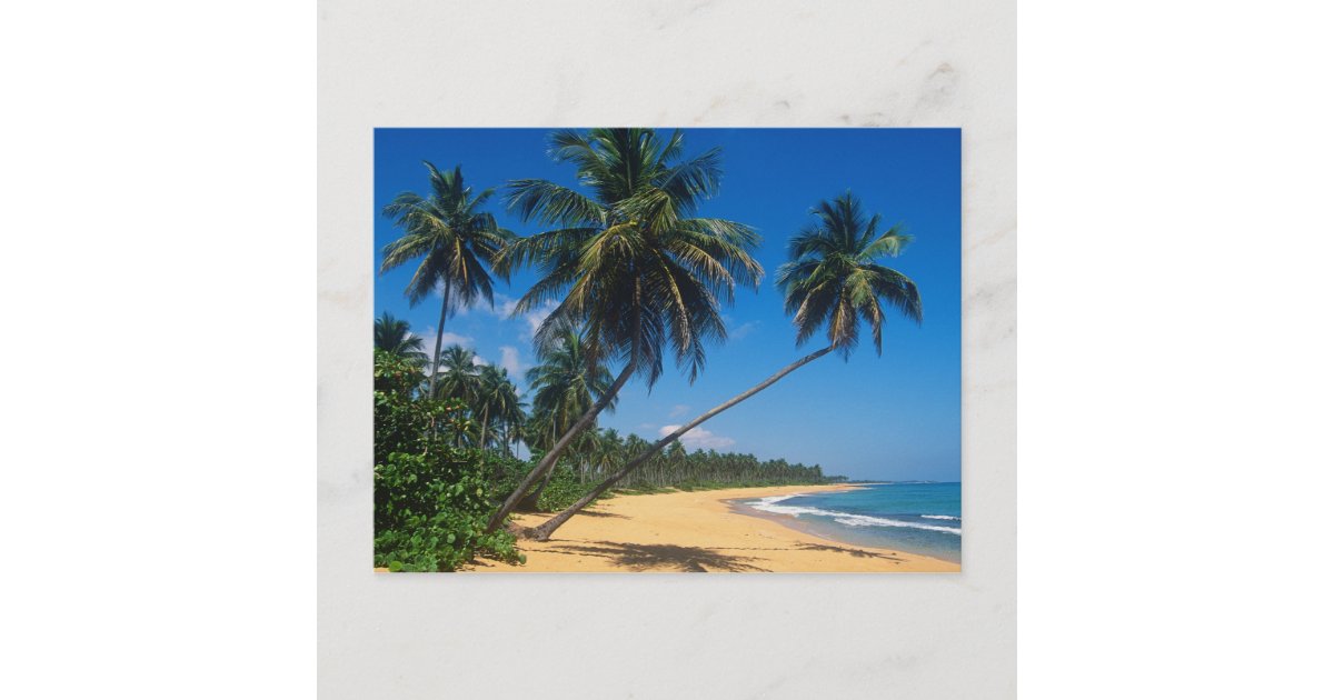 Puerto Rico, Isla Verde, palm trees. Postcard | Zazzle