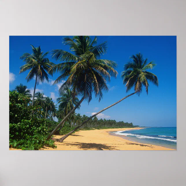 Puerto Rico, Isla Verde, palm trees. Poster | Zazzle