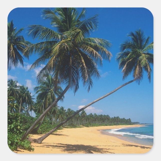 Puerto Rico, Isla Verde, palm trees. Square Sticker (Front)