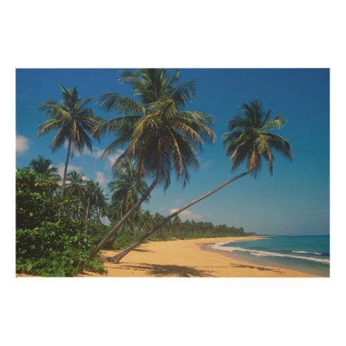 Puerto Rico Isla Verde palm trees Wood Wall Art