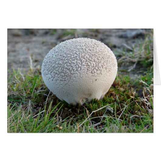 "Puffball" (Front Horizontal)