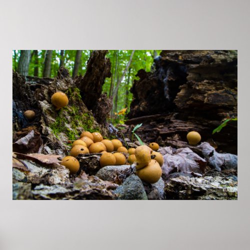 Puffball Mushrooms Growing On Tree Stump Poster