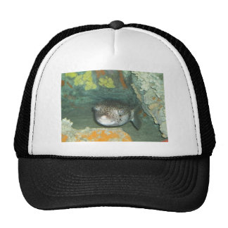 Puffer Fish Hats and Puffer Fish Trucker Hat Designs