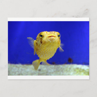 Puffer Fish Postcard
