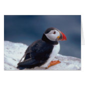 Puffin (Front Horizontal)