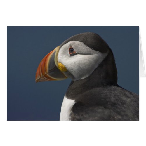 Puffin and Blue Sky