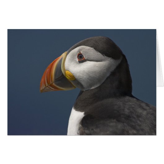 Puffin and Blue Sky Cards (Front Horizontal)