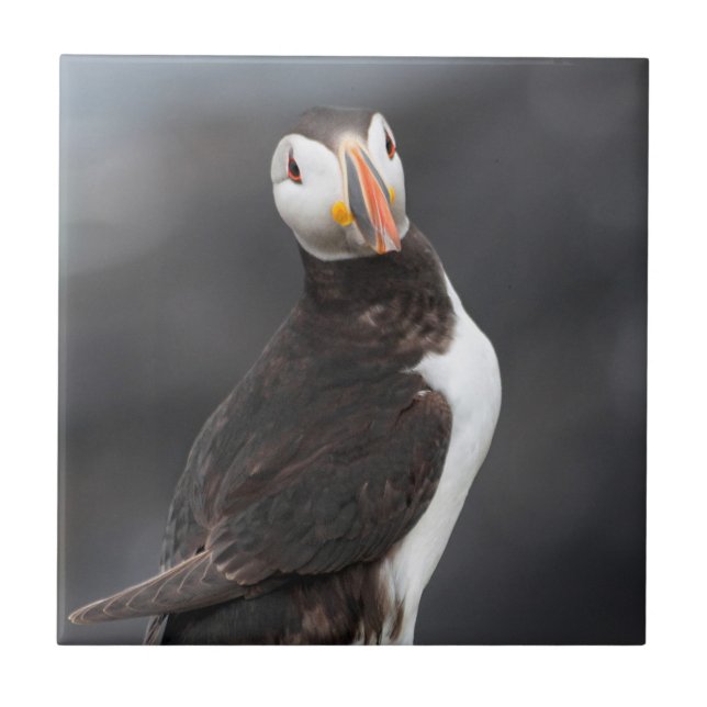 Puffin bird ceramic tile (Front)