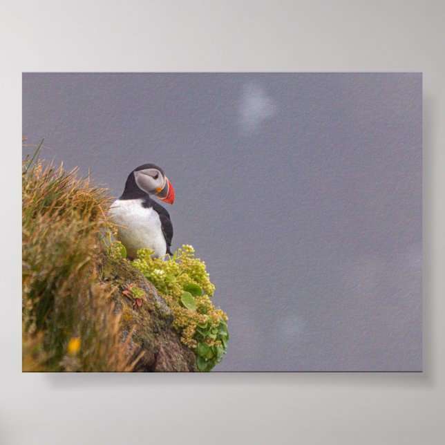 Puffin bird in Iceland Poster (Front)
