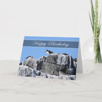 Puffin Birthday Card  Wildelife Card by moonlake at Zazzle