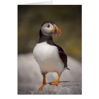 Puffin Cards