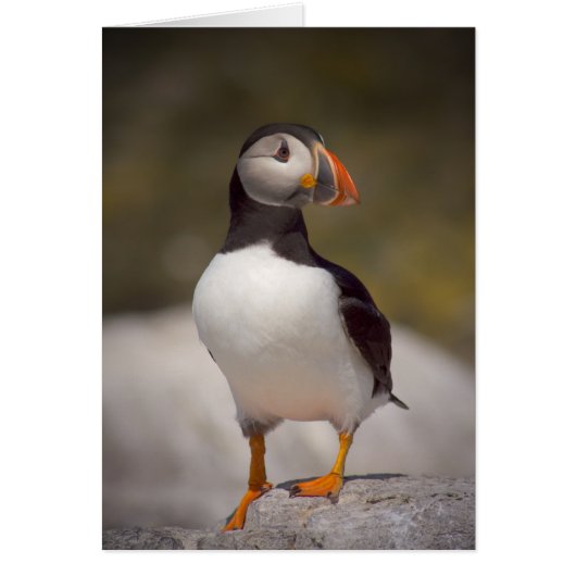 Puffin Cards (Front)