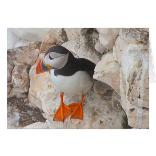 PUFFIN CARDS (Front Horizontal)