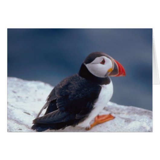 Puffin Cards (Front Horizontal)