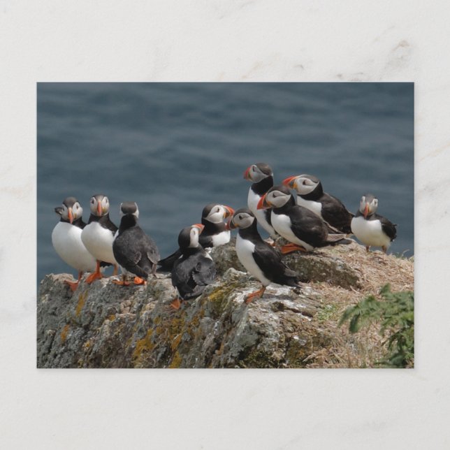 Puffin Convention Postcard (Front)