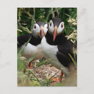 Puffin Couple Postcard