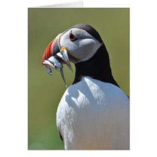 Puffin Fisherman Cards