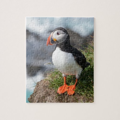 Puffin  Fratercula arctica  at Ltrabjarg  Iceland Jigsaw Puzzle