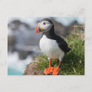 Puffin  Fratercula arctica  at Látrabjarg  Iceland Postcard